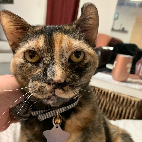 Meet your Posher, Guinevere - Picture 3 of 10